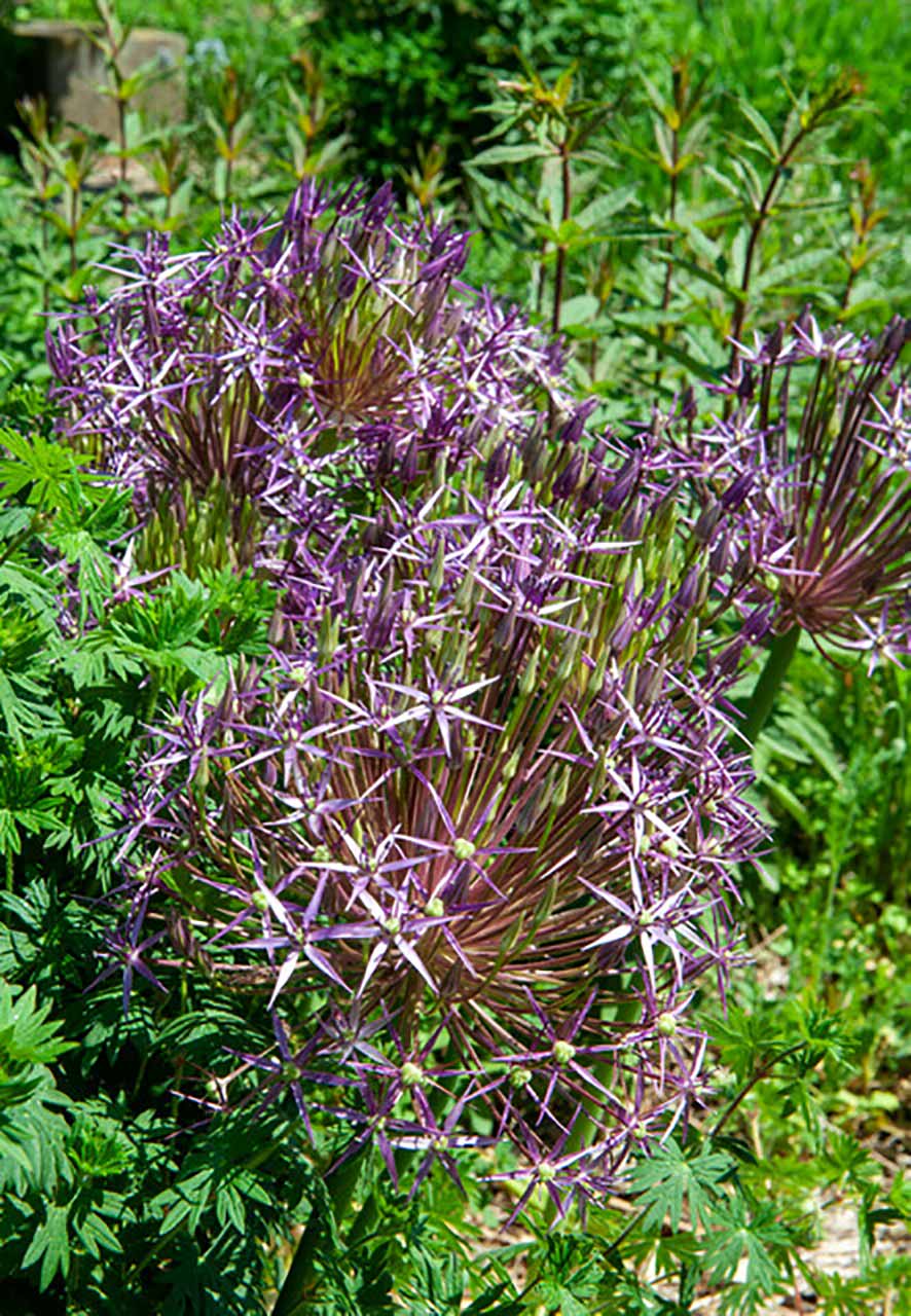 Allium Purple Rain