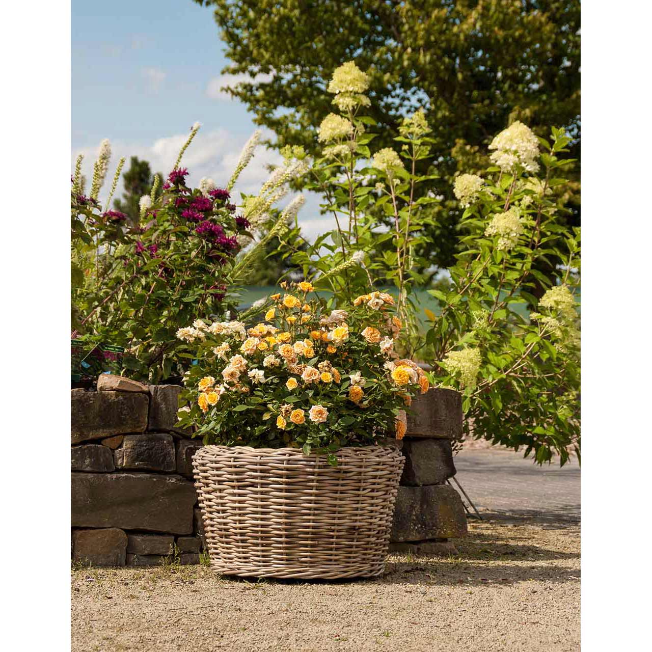 Pflanzkübel »Whilton«