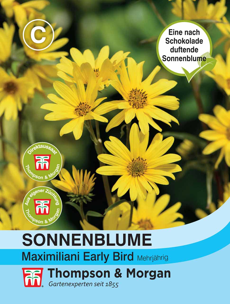 Sonnenblume maximiliani Early Bird