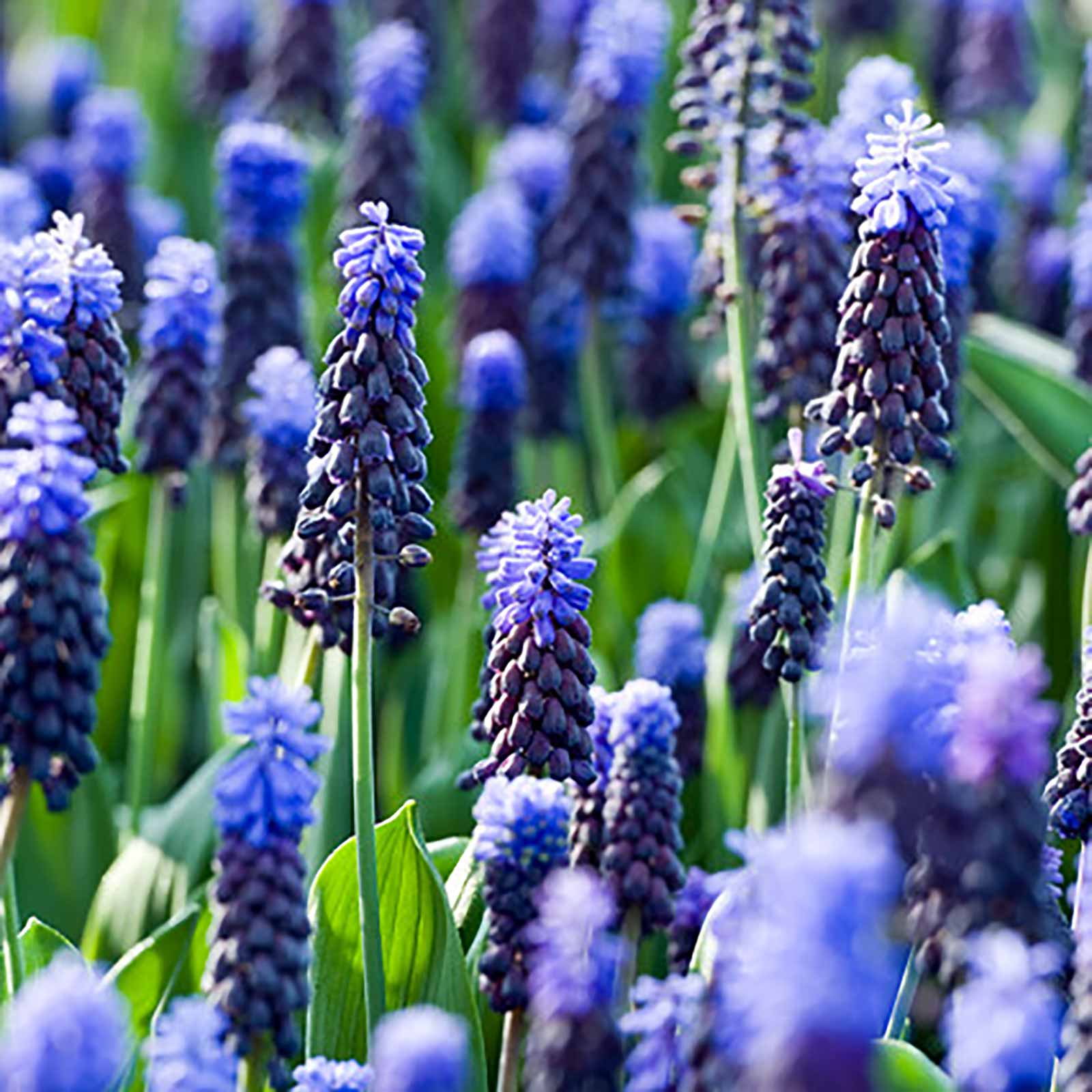Muscari latifolium