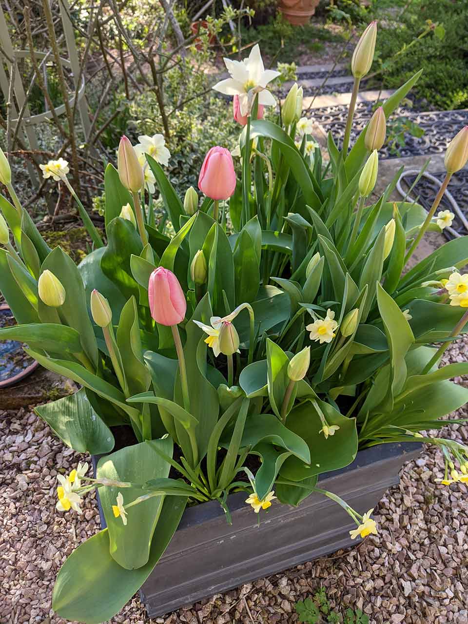 Zwiebelblumen-Kollektion Folklore Mike