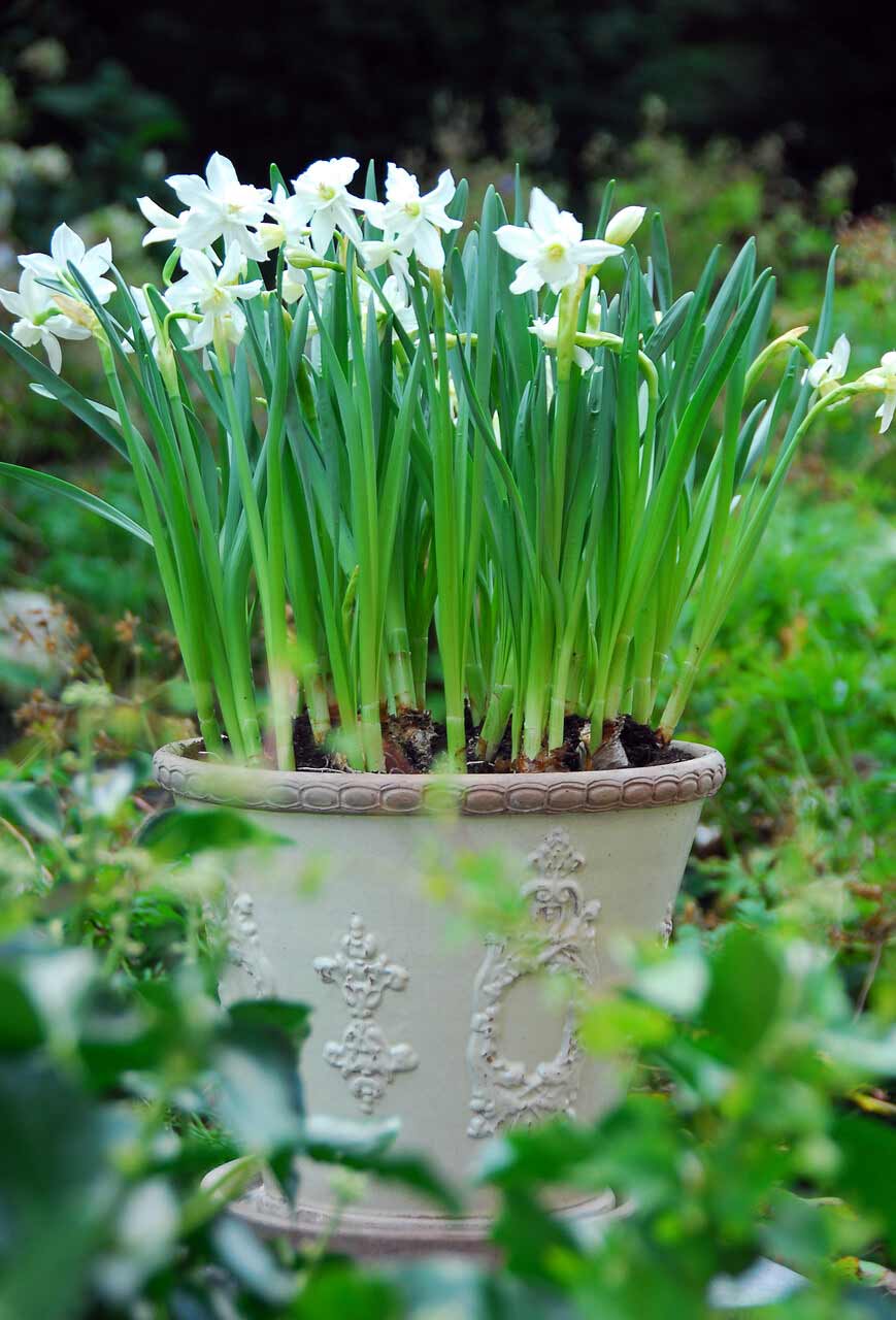 Narzissen Triandrus Thalia