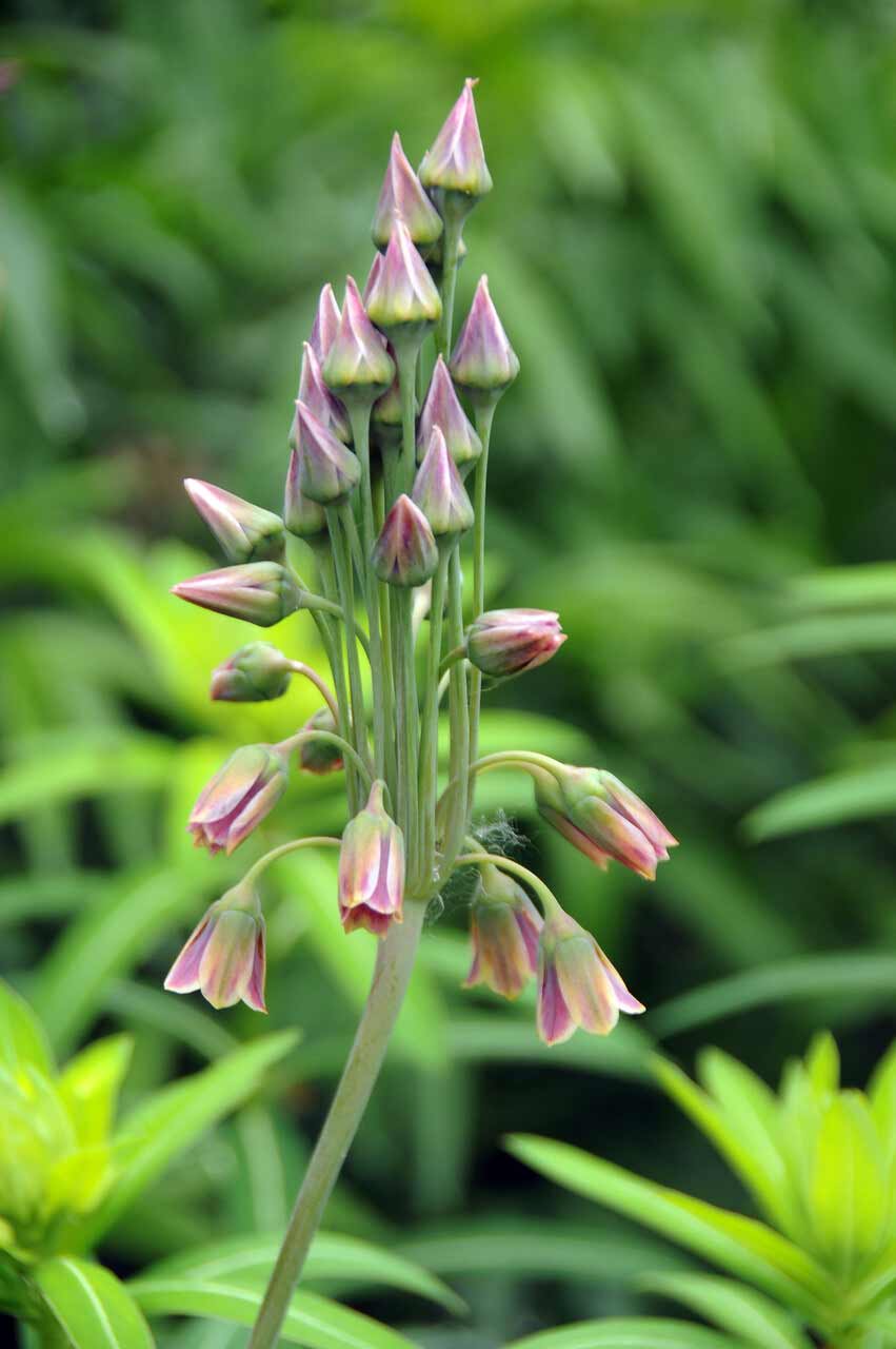 Sizilianischer Honiglauch