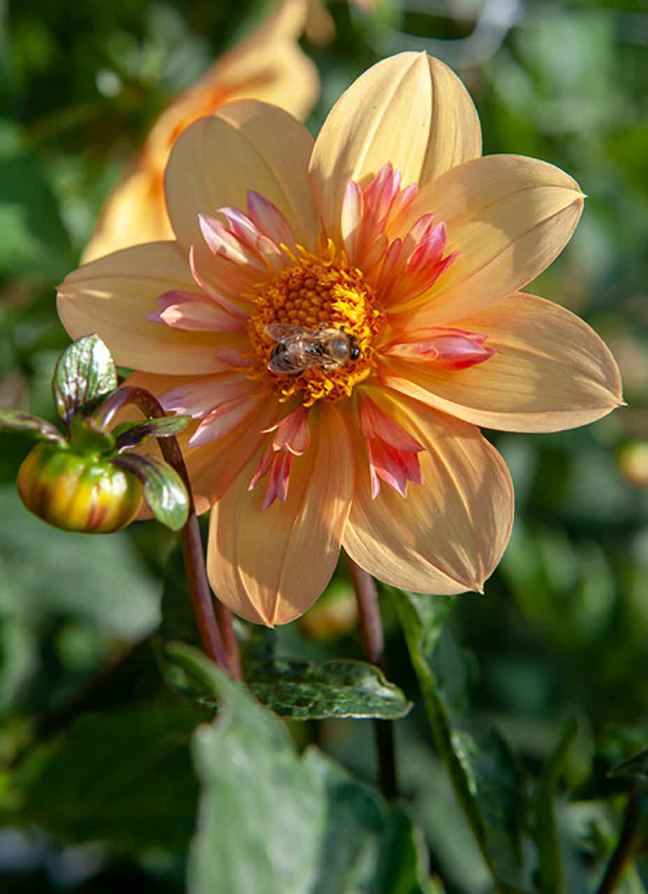 Dahlie »Kelsey Annie Joy«