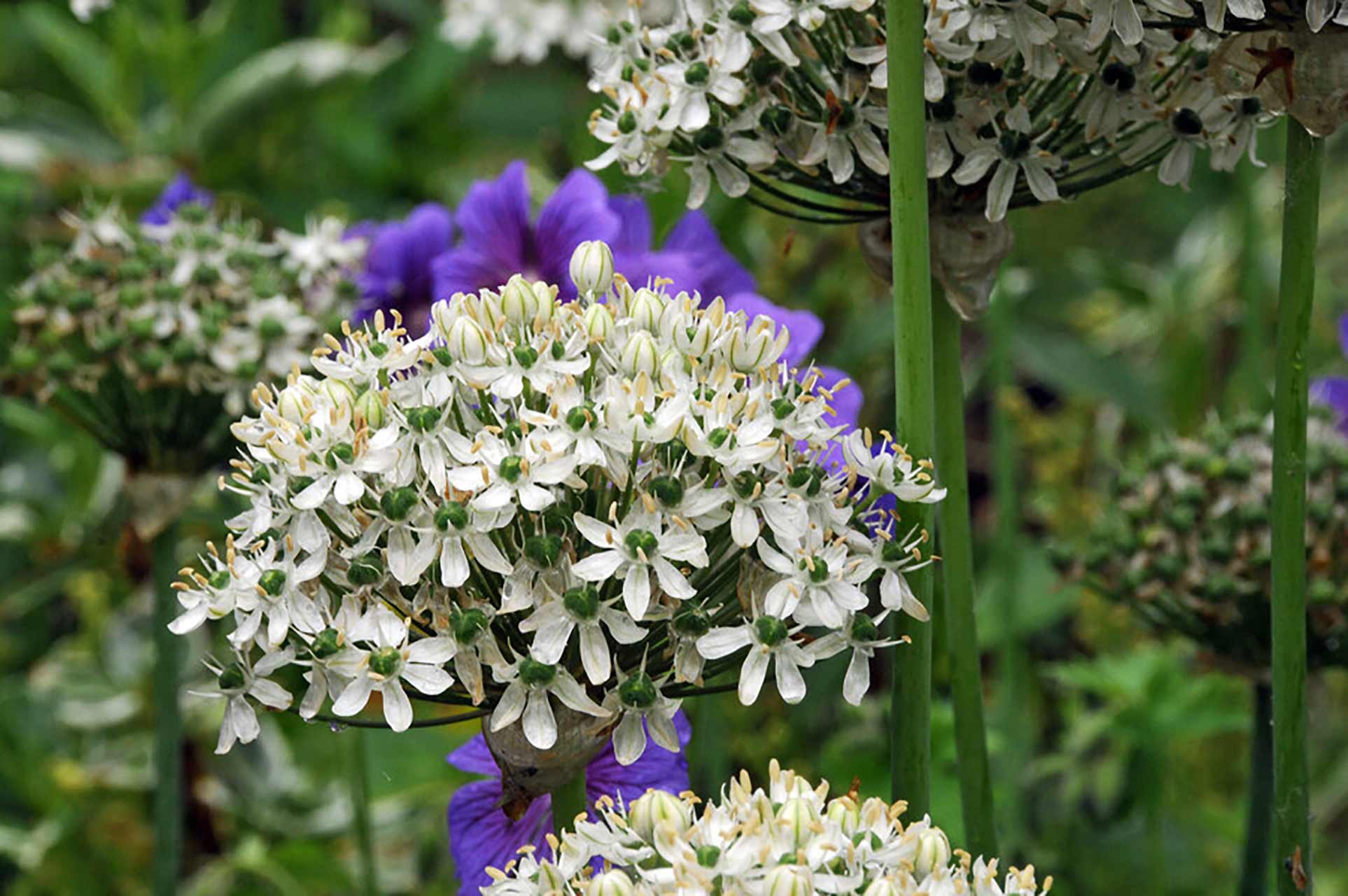 Allium nigrum
