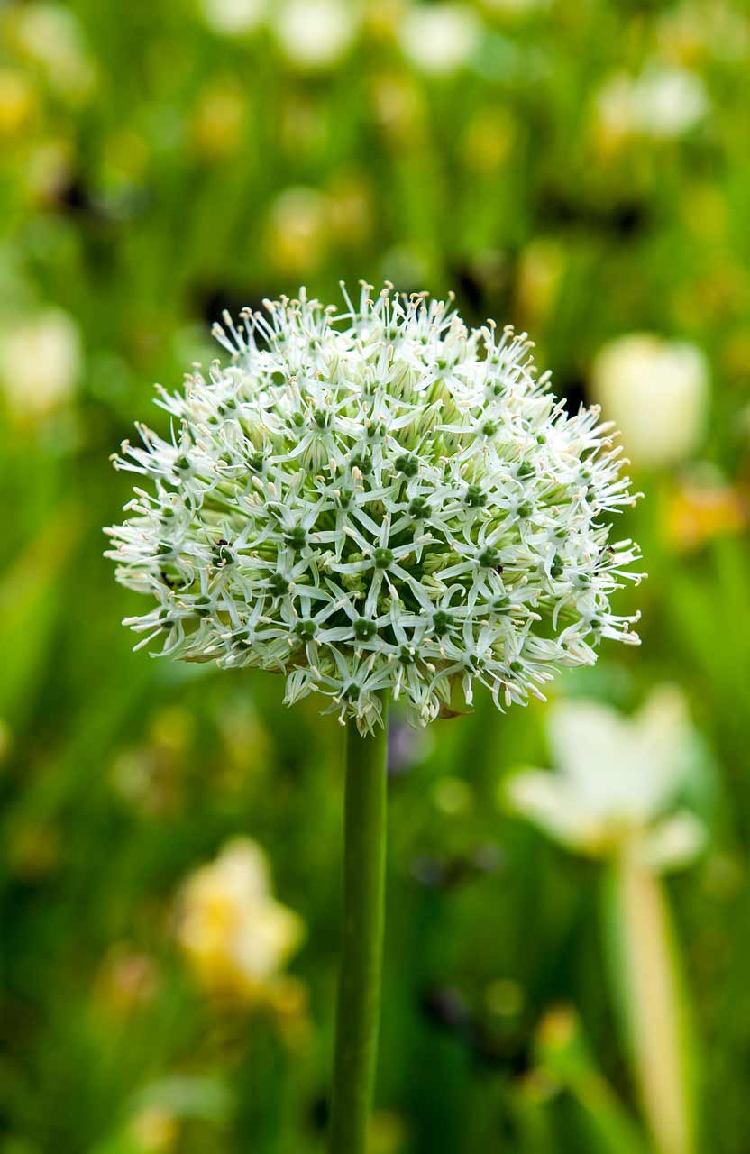 Allium Mount Everest