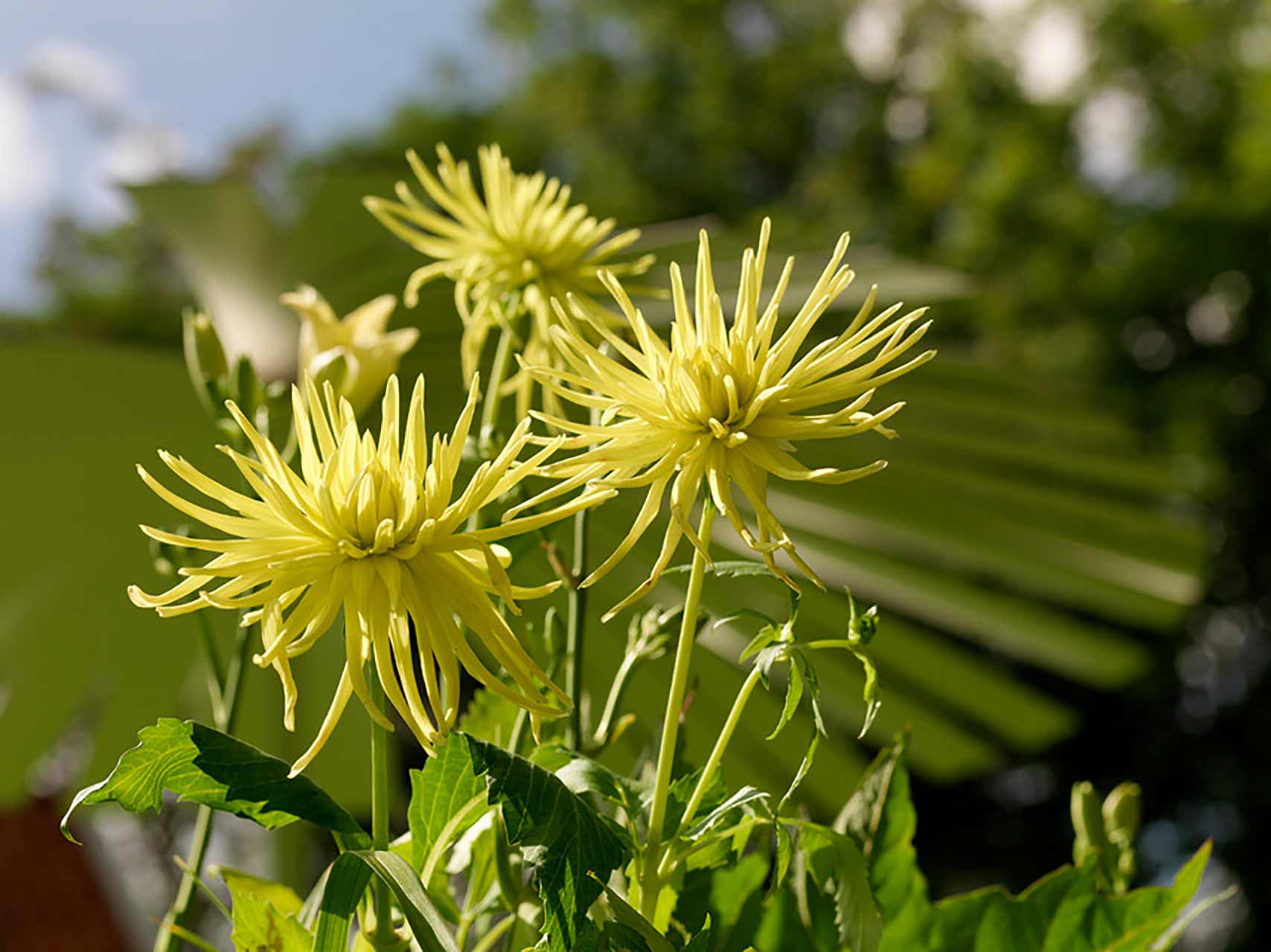 Dahlien Lumiére du Soleil