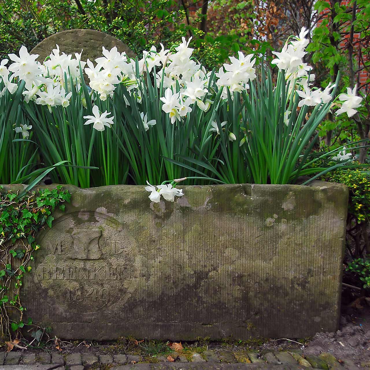 Narzissen Triandrus Thalia