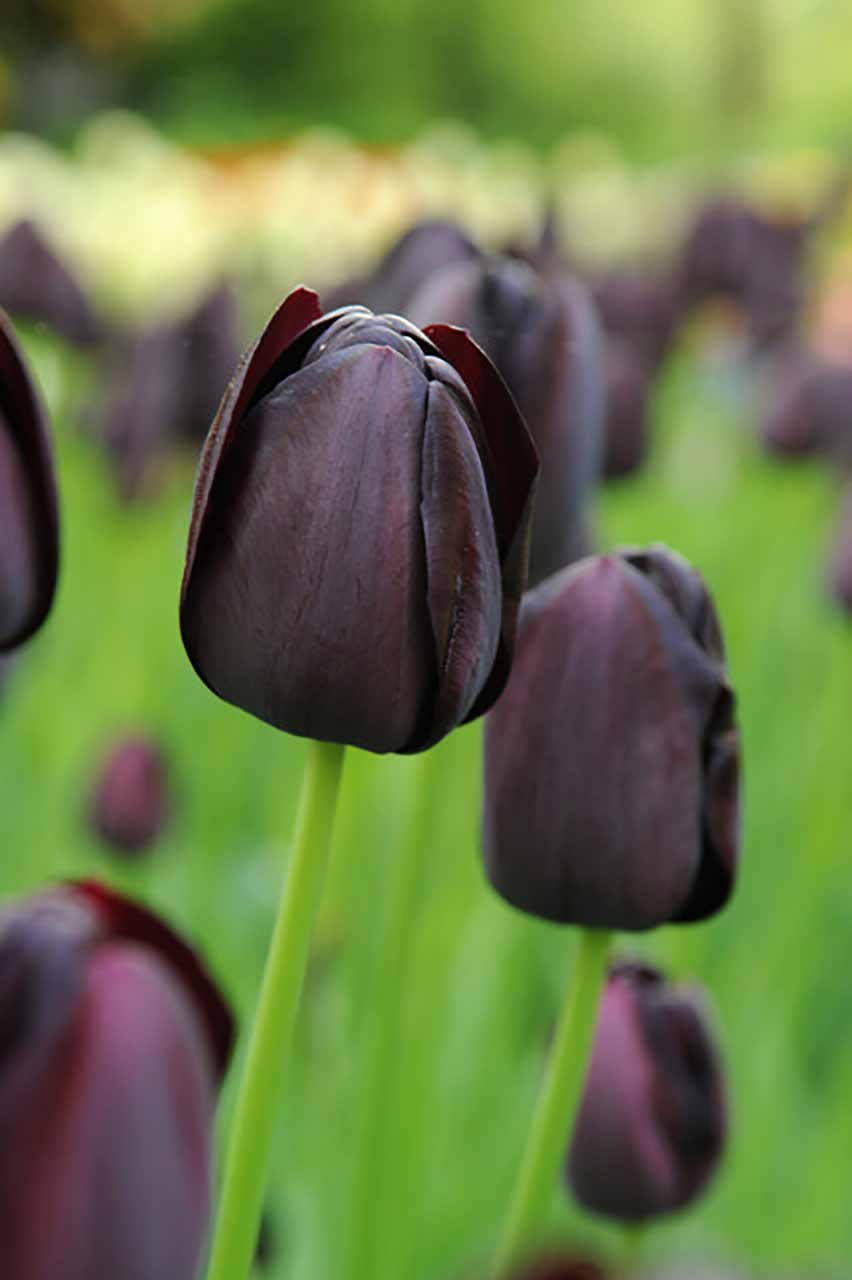 Tulpe Queen of Night