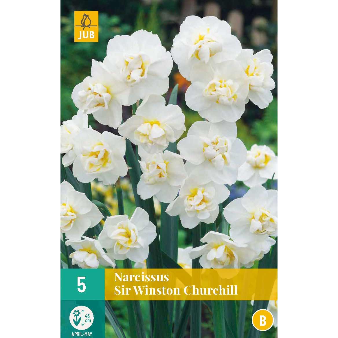 Narzisse Sir Winston Churchill