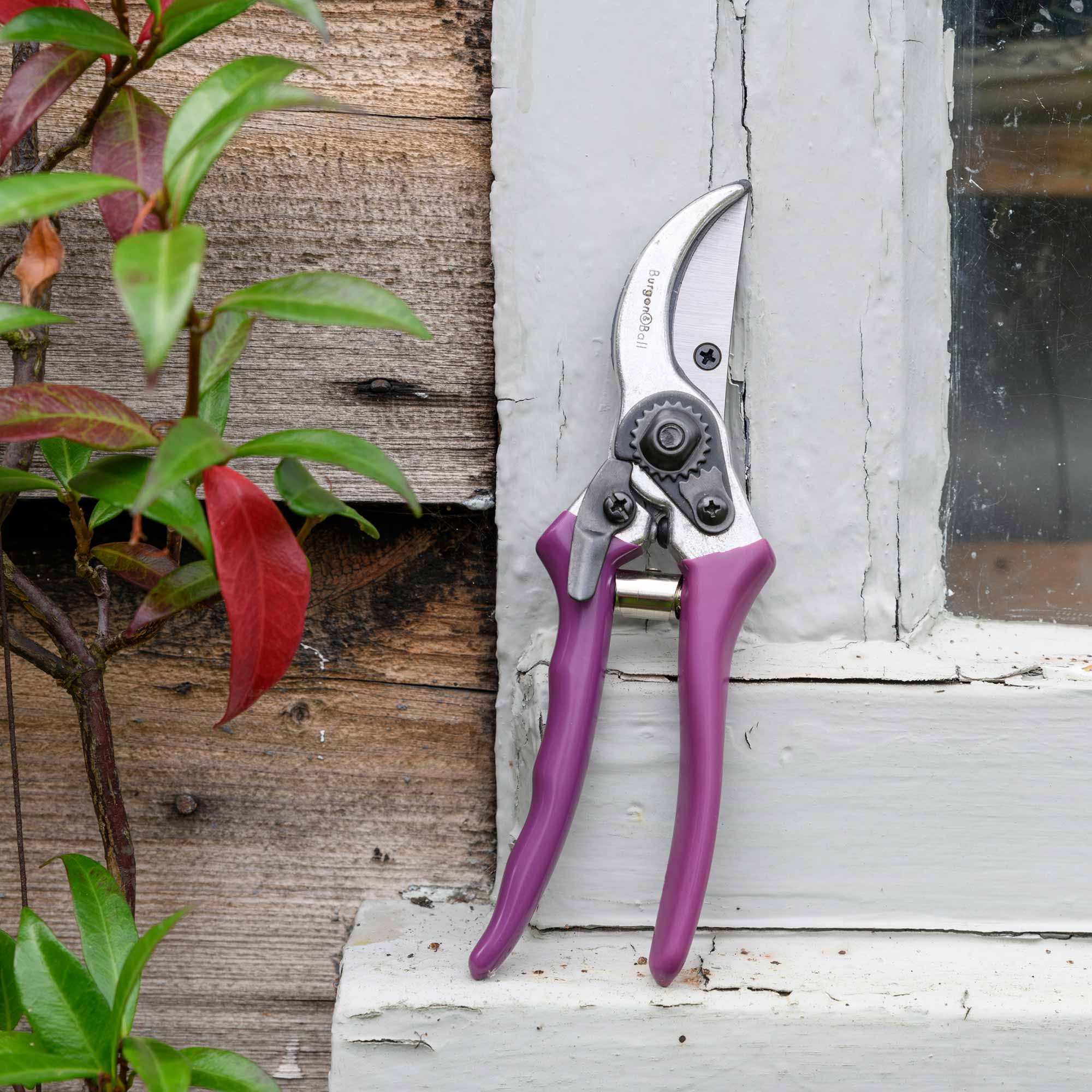 RHS-Geschenkset mit Gartenschere »Asteraceae«