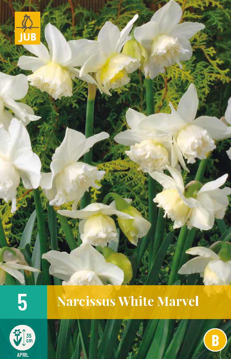 Narzisse White Marvel