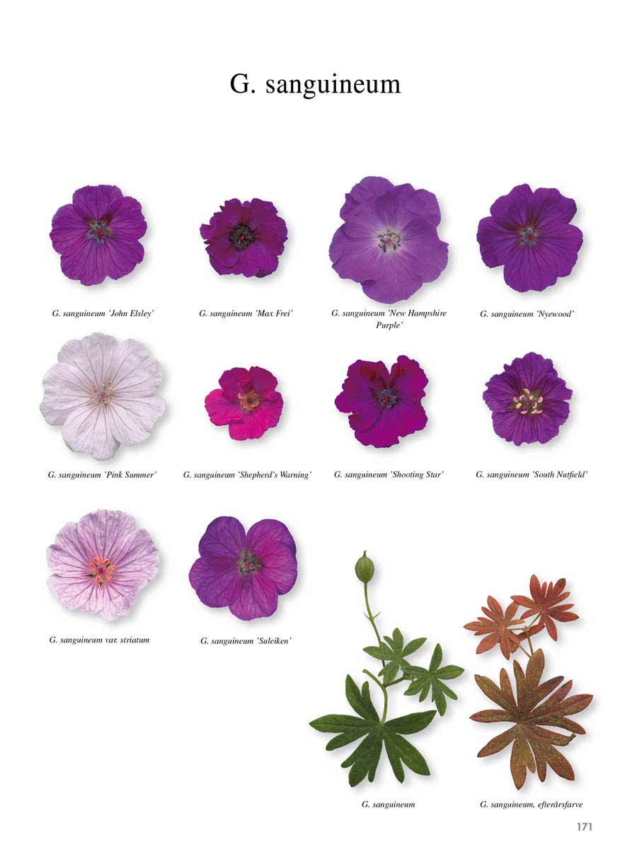 Storkenæb Bogen om Geranium