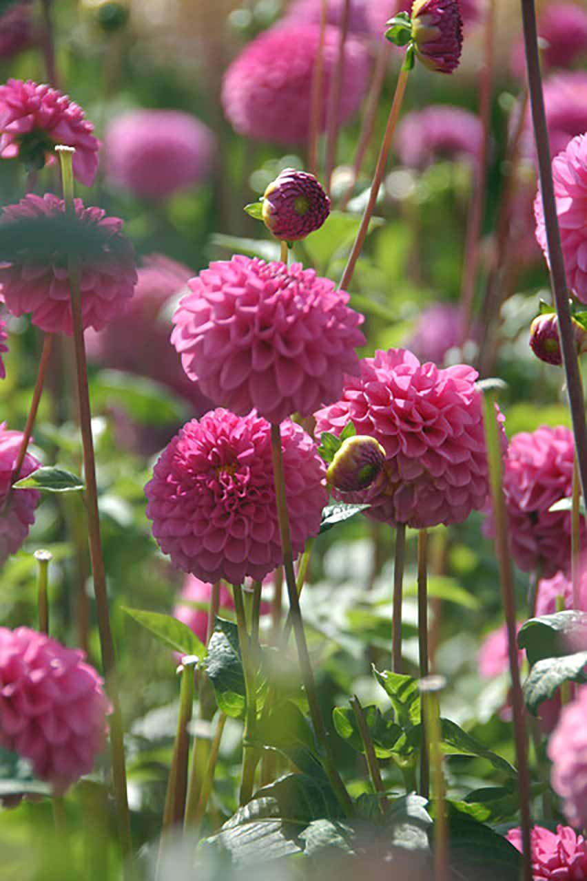 Bio Dahlie »Pink Pop«