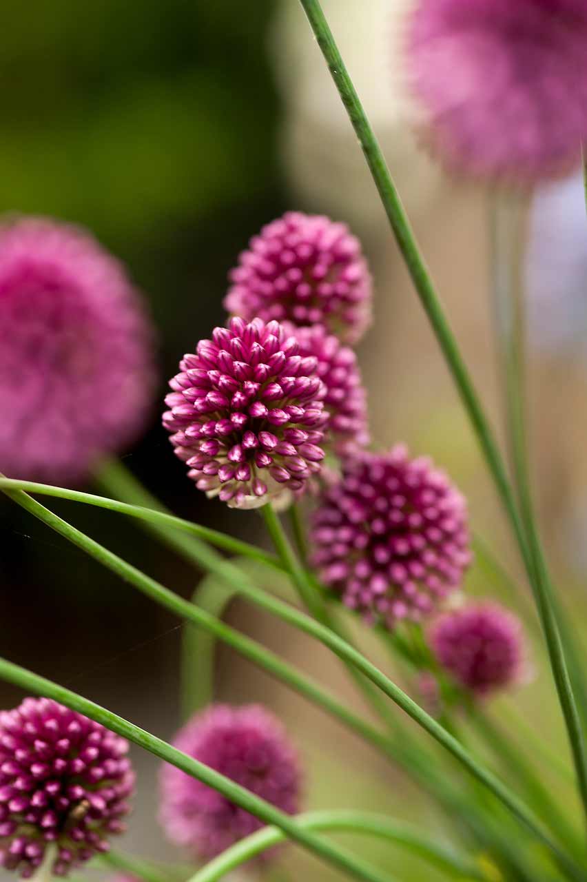 Allium Sphaerocephalon