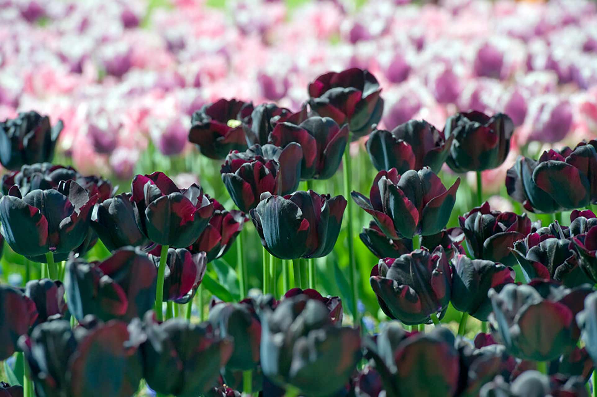 Blumenzwiebel Kollektion Tulpe schwarz