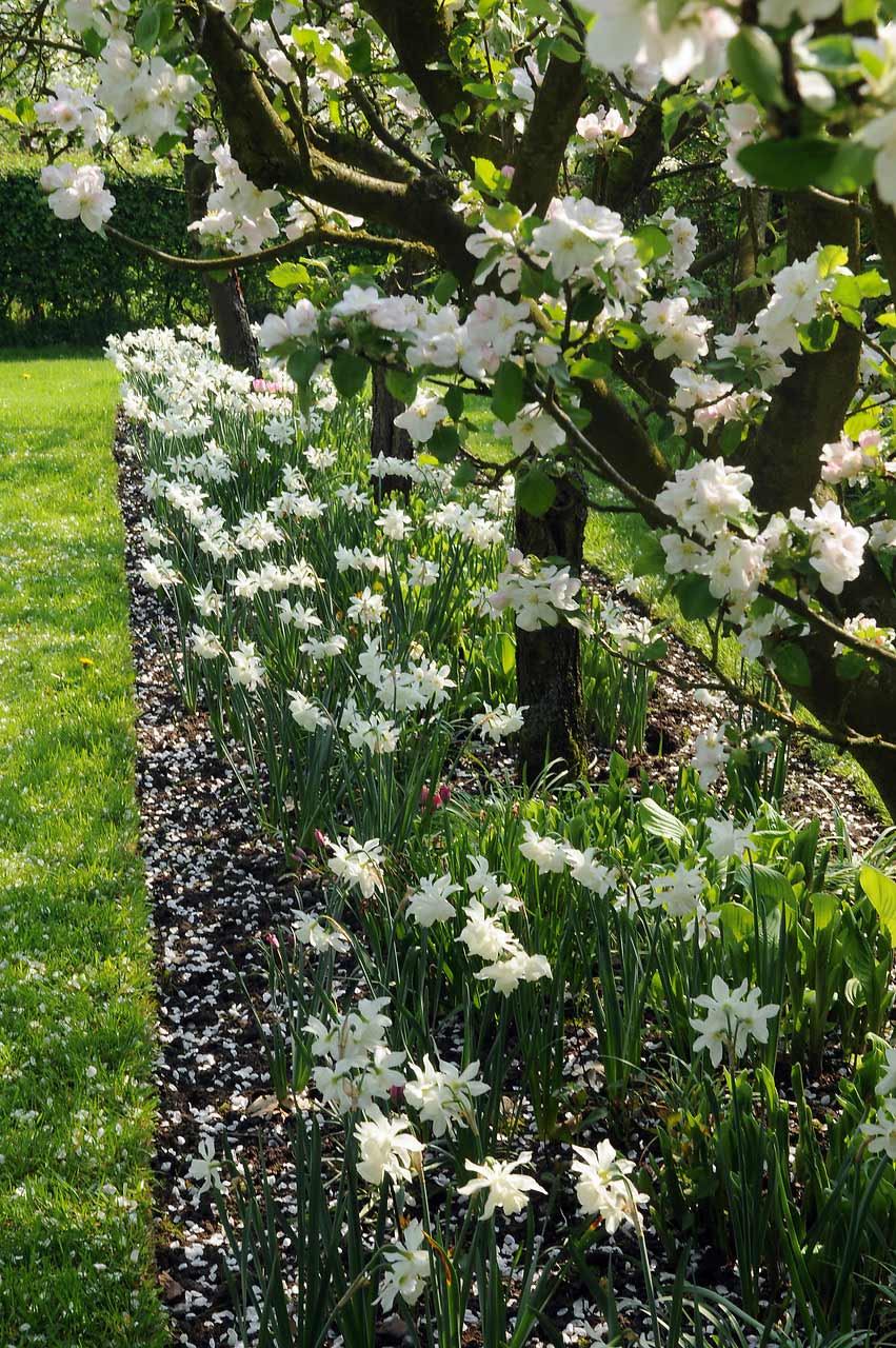 Narzissen Triandrus Thalia