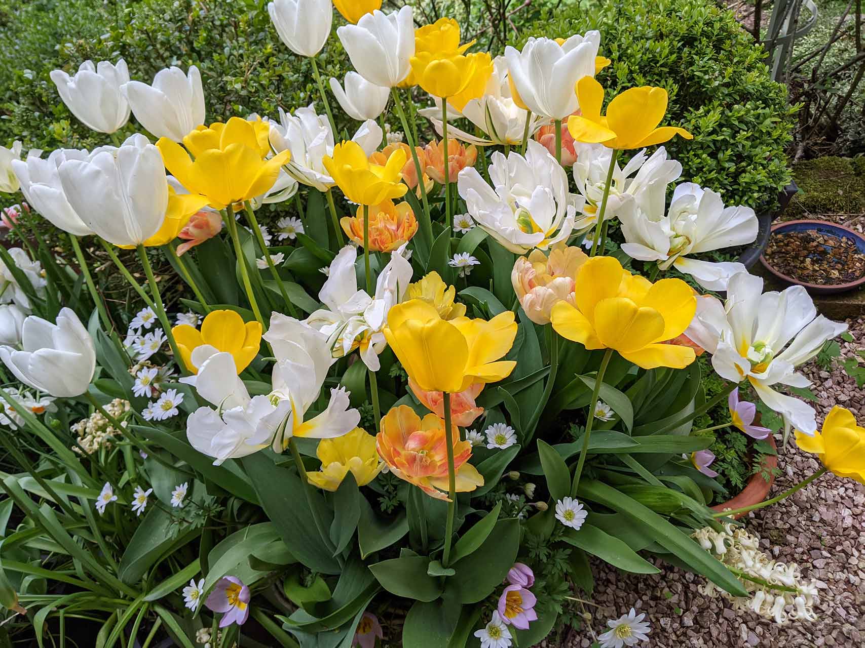 Blumenzwiebel-Kollektion Folklore Tim