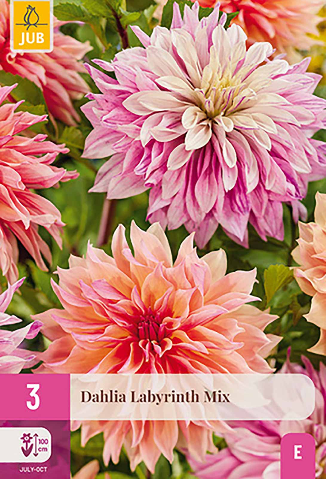 Dahlien Kollektion Labyrinth