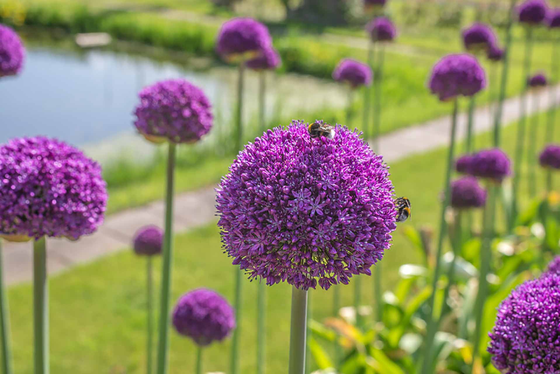Allium Ambassardor