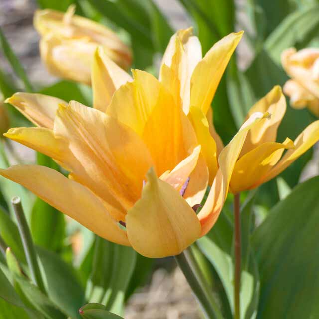 Tulipa Praestans Shogun