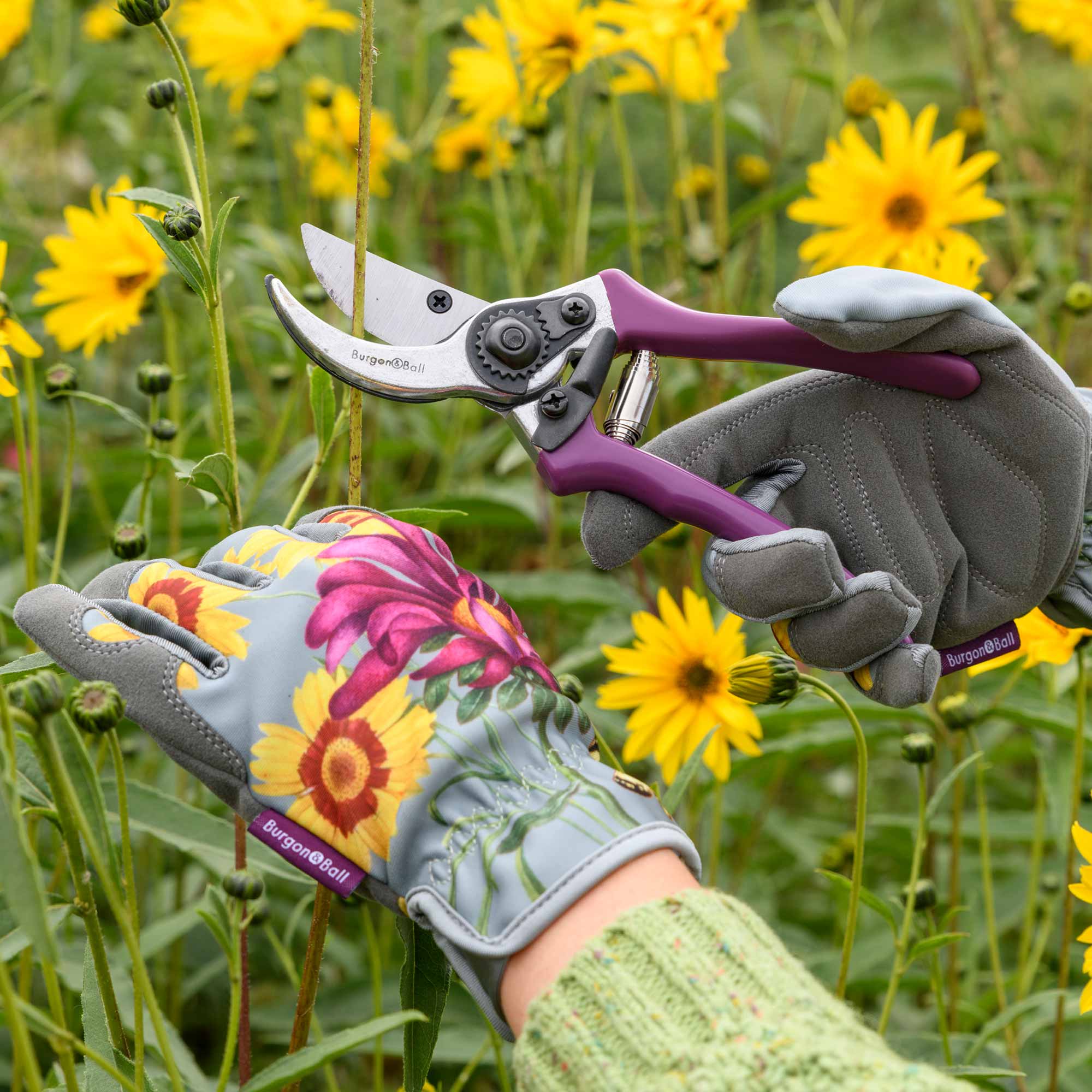 RHS-Geschenkset mit Gartenschere »Asteraceae«