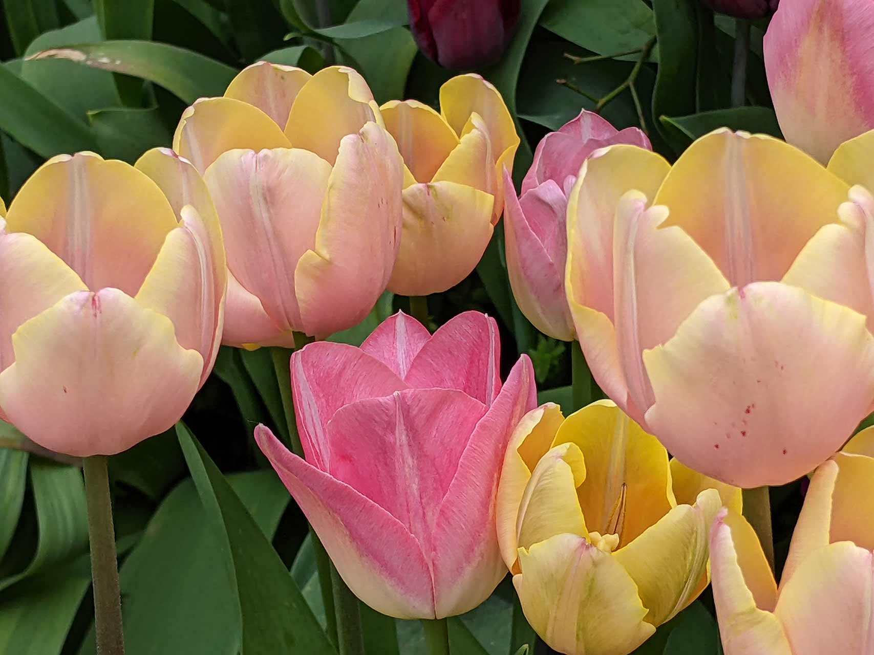 We love tulips Orange