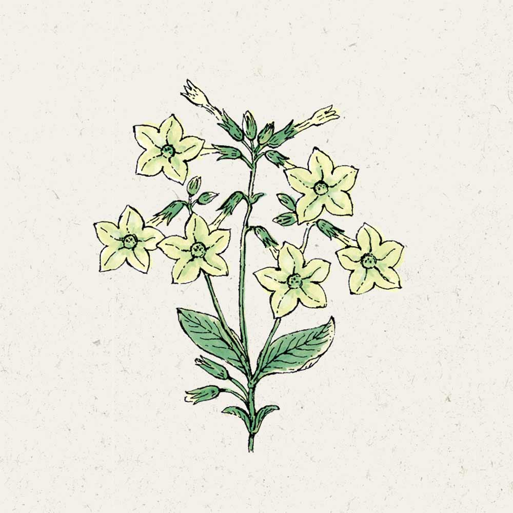 Blumensamen Nicotiana alata Lime Green Ziertabak
