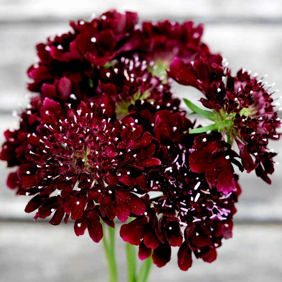 Blumensamen Black Knight