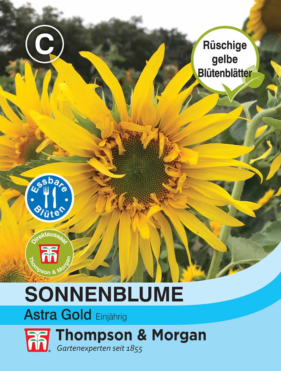 Sonnenblume Astra Gold