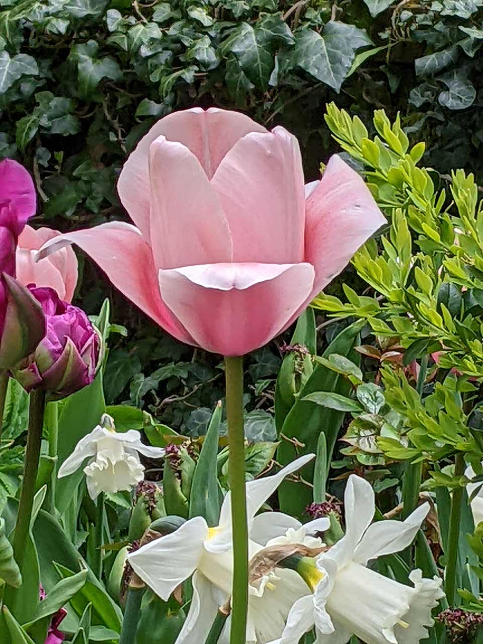 Tulpe Salmon Impression