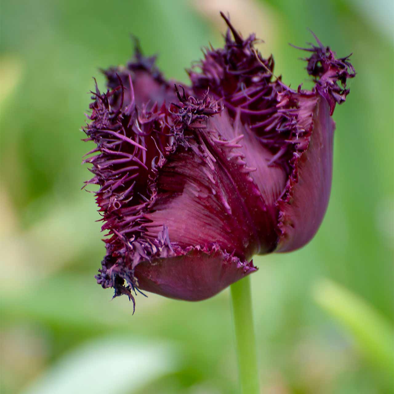 Tulpe Labrador