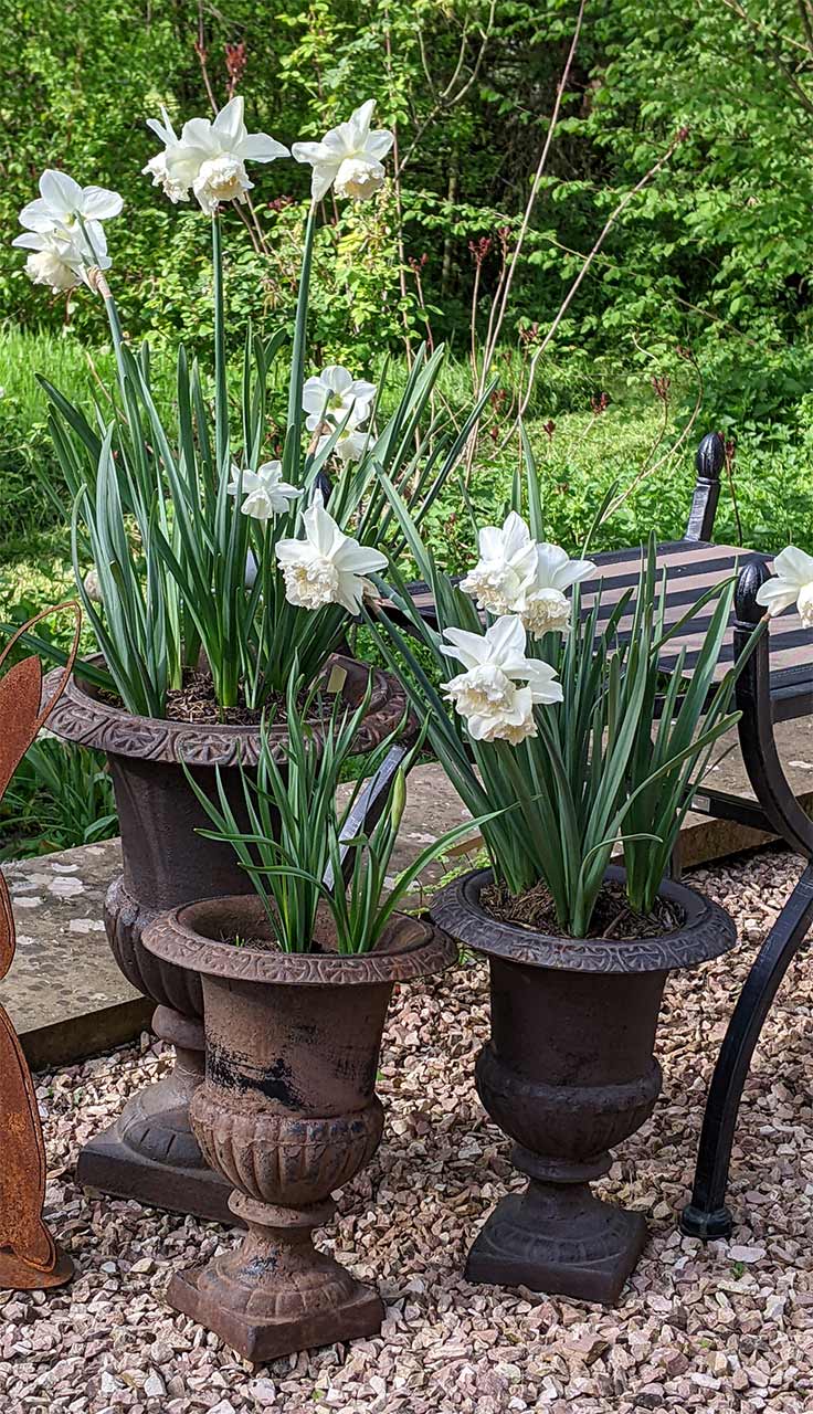 Narzisse White Marvel