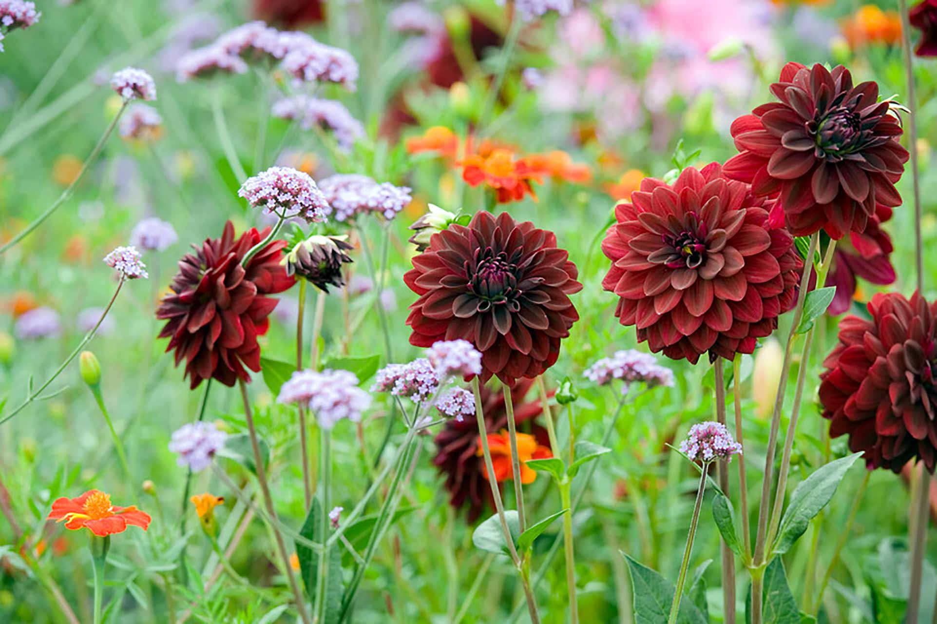 Dahlie Arabian Night