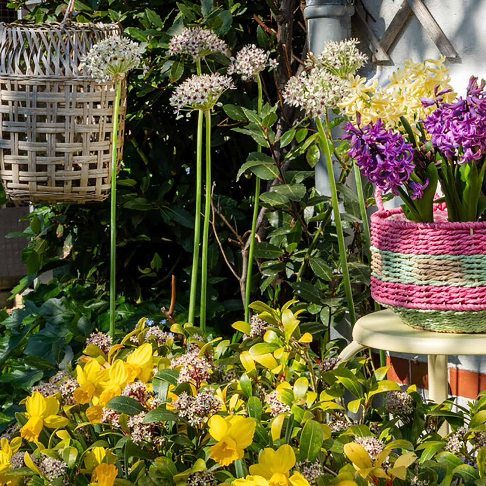 Allium Silver Spring