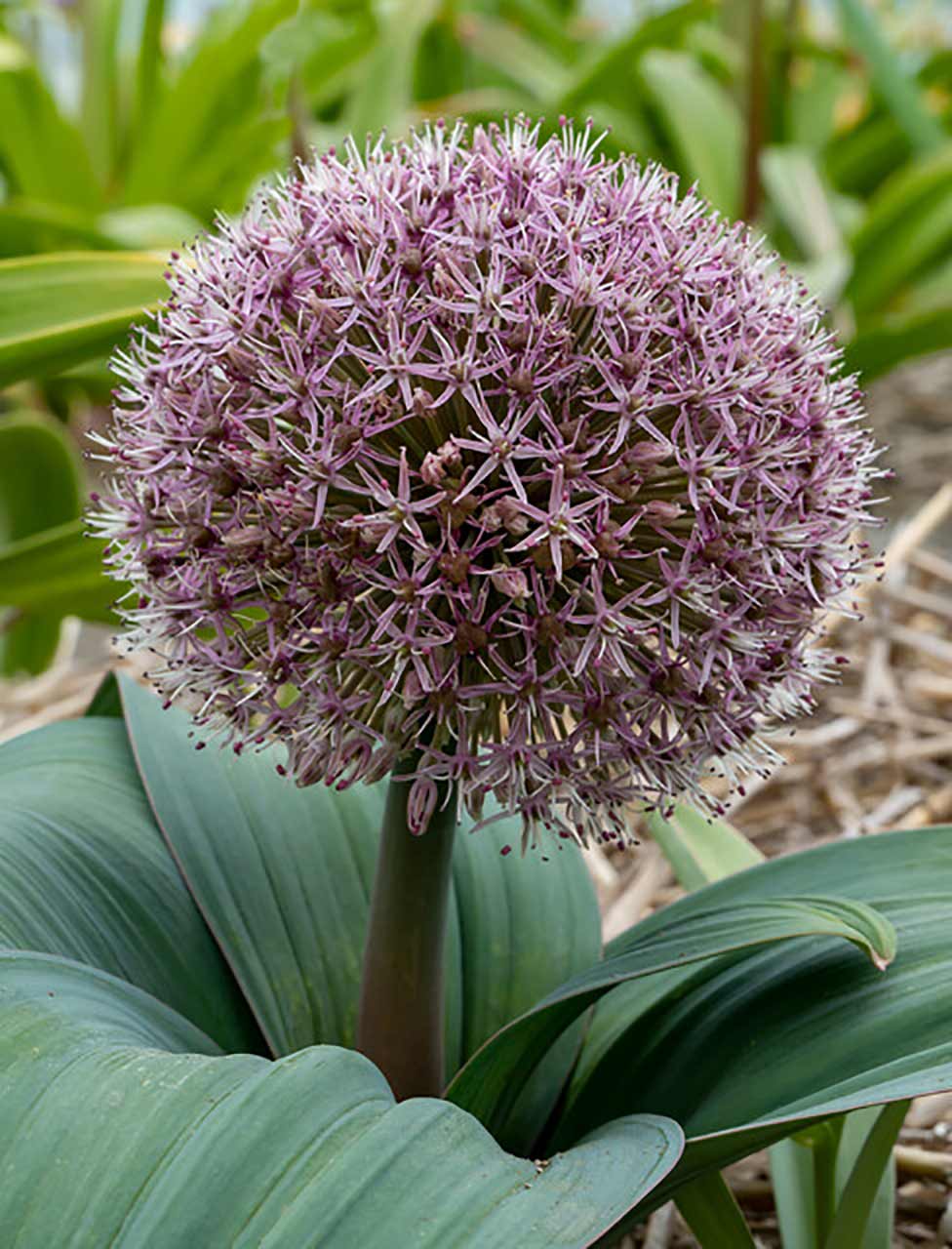 Allium karataviense Blauzungenlauch