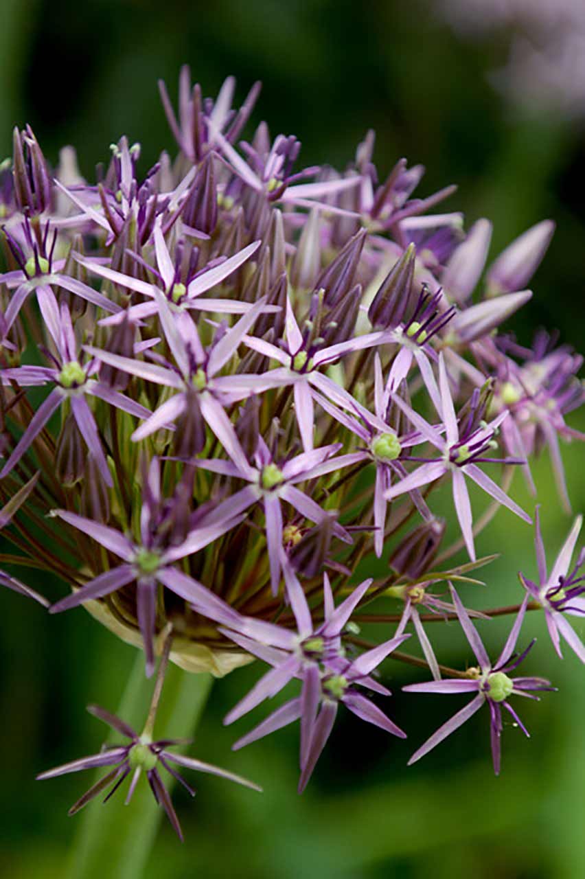 Allium Christophii