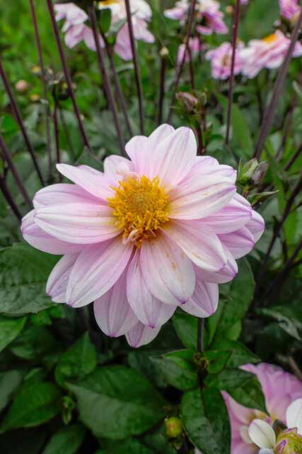 Dahlie Bishop of Leicester