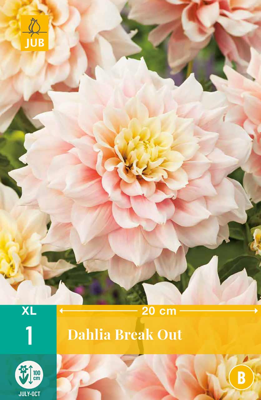 Dahlie Break Out