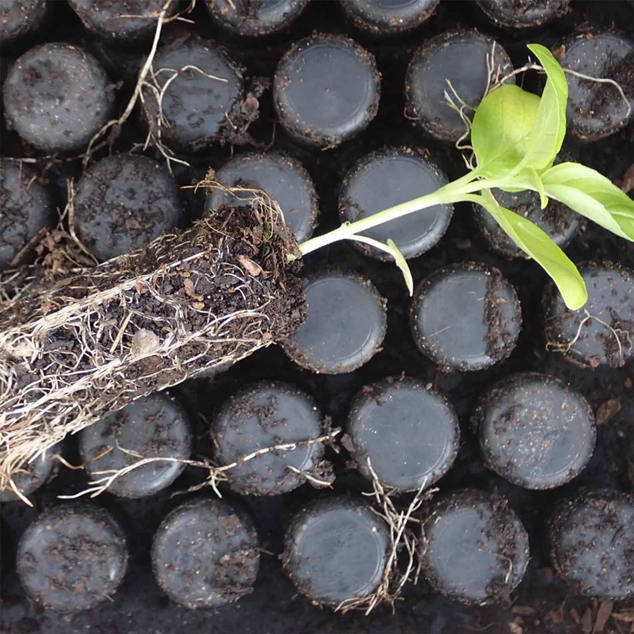 Aussaatschale aus Naturkautschuk