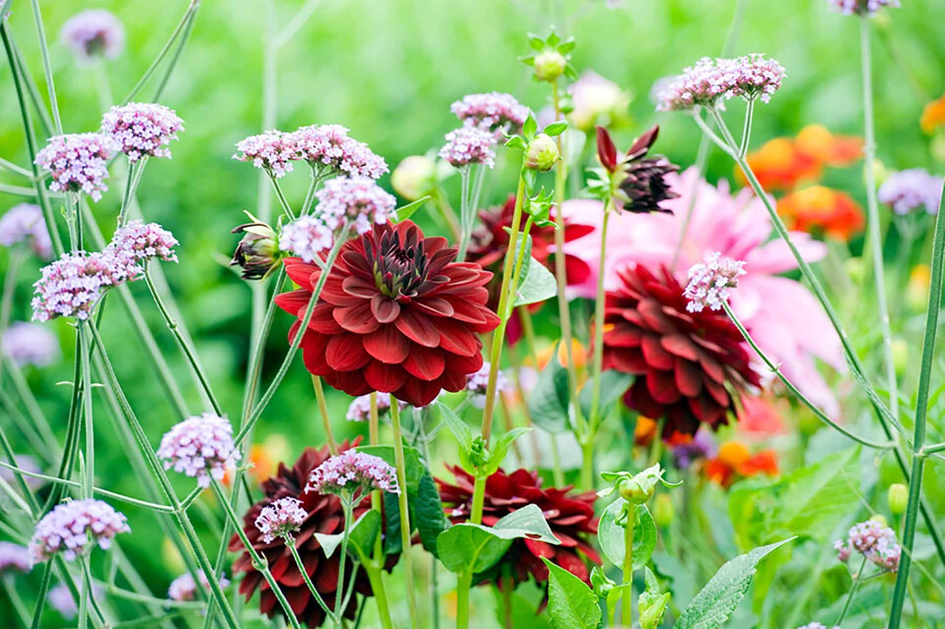 Dahlie Arabian Night