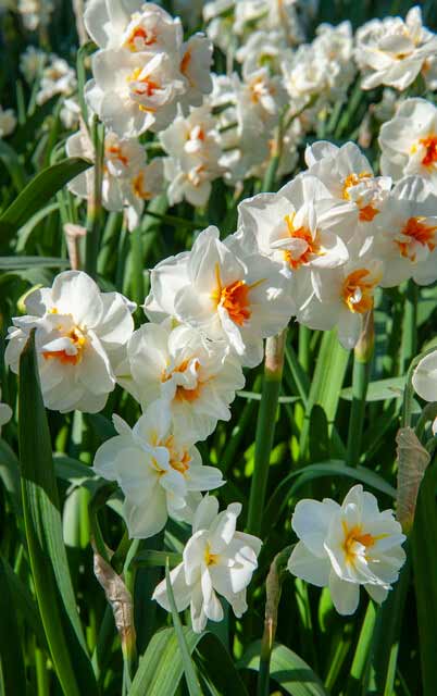 Narzisse Sir Winston Churchill