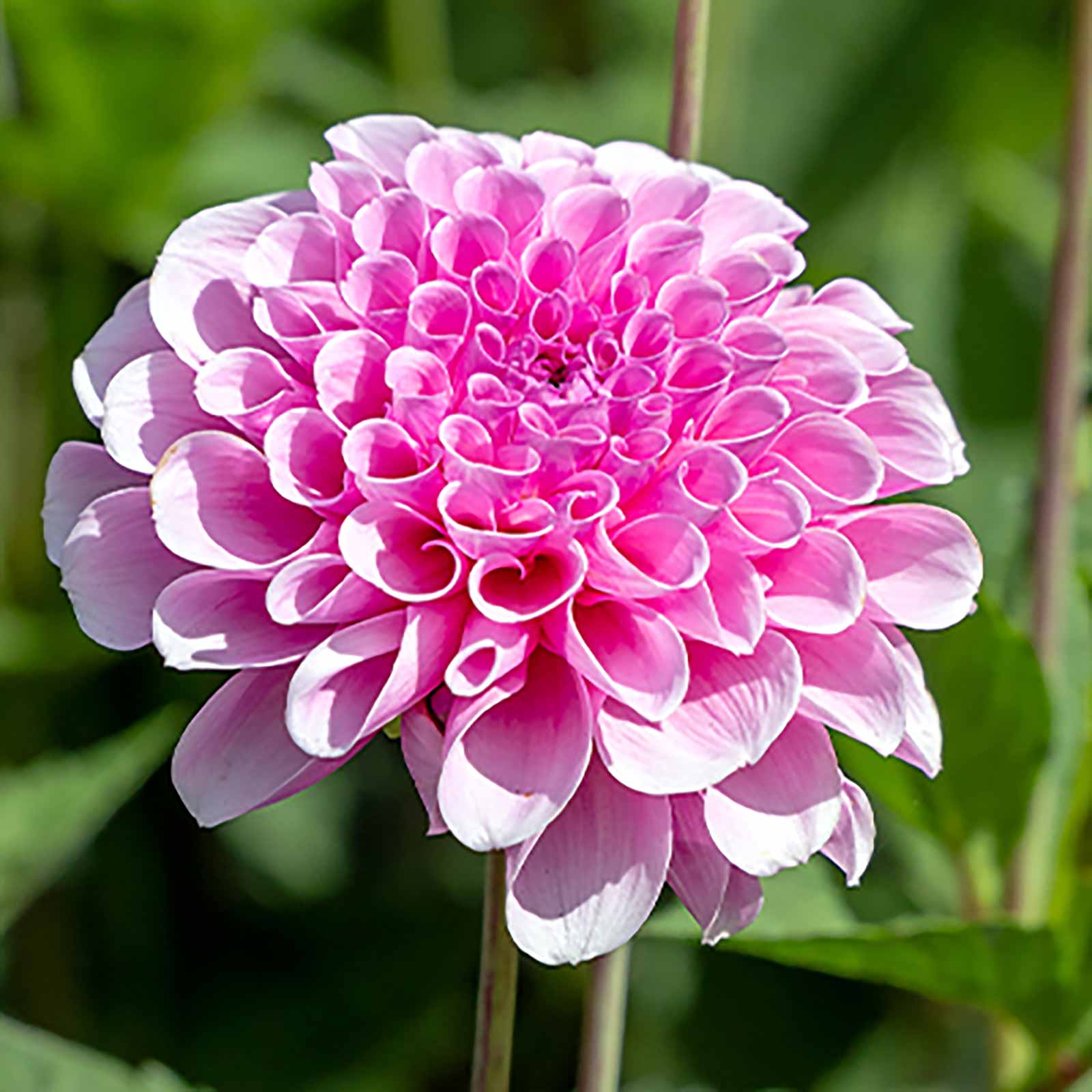 Dahlie Stolze von Berlin