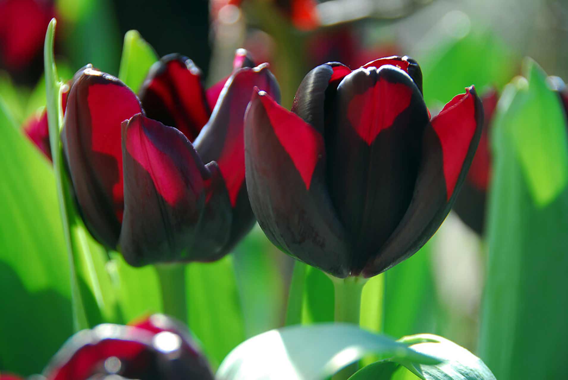 Tulpe Queen of Night