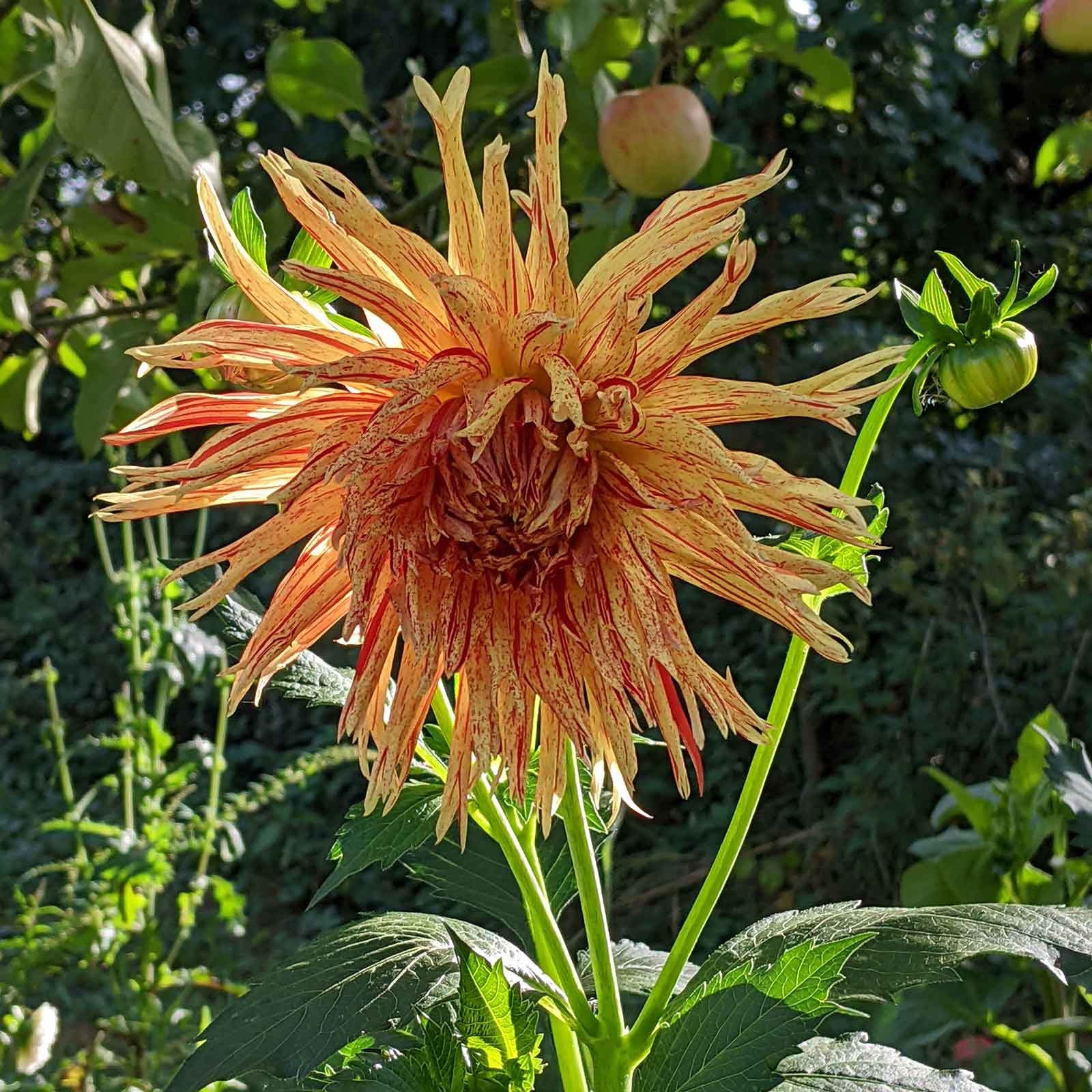 Dahlie Cabana Banana