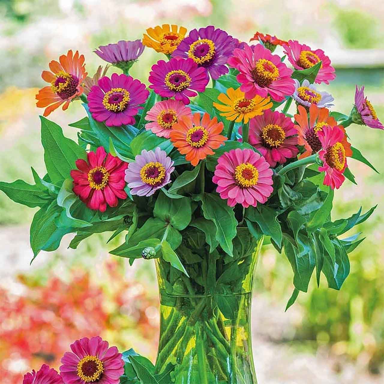 Zinnienmischung Forecast