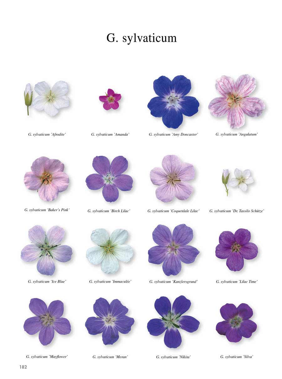 Storkenæb Bogen om Geranium