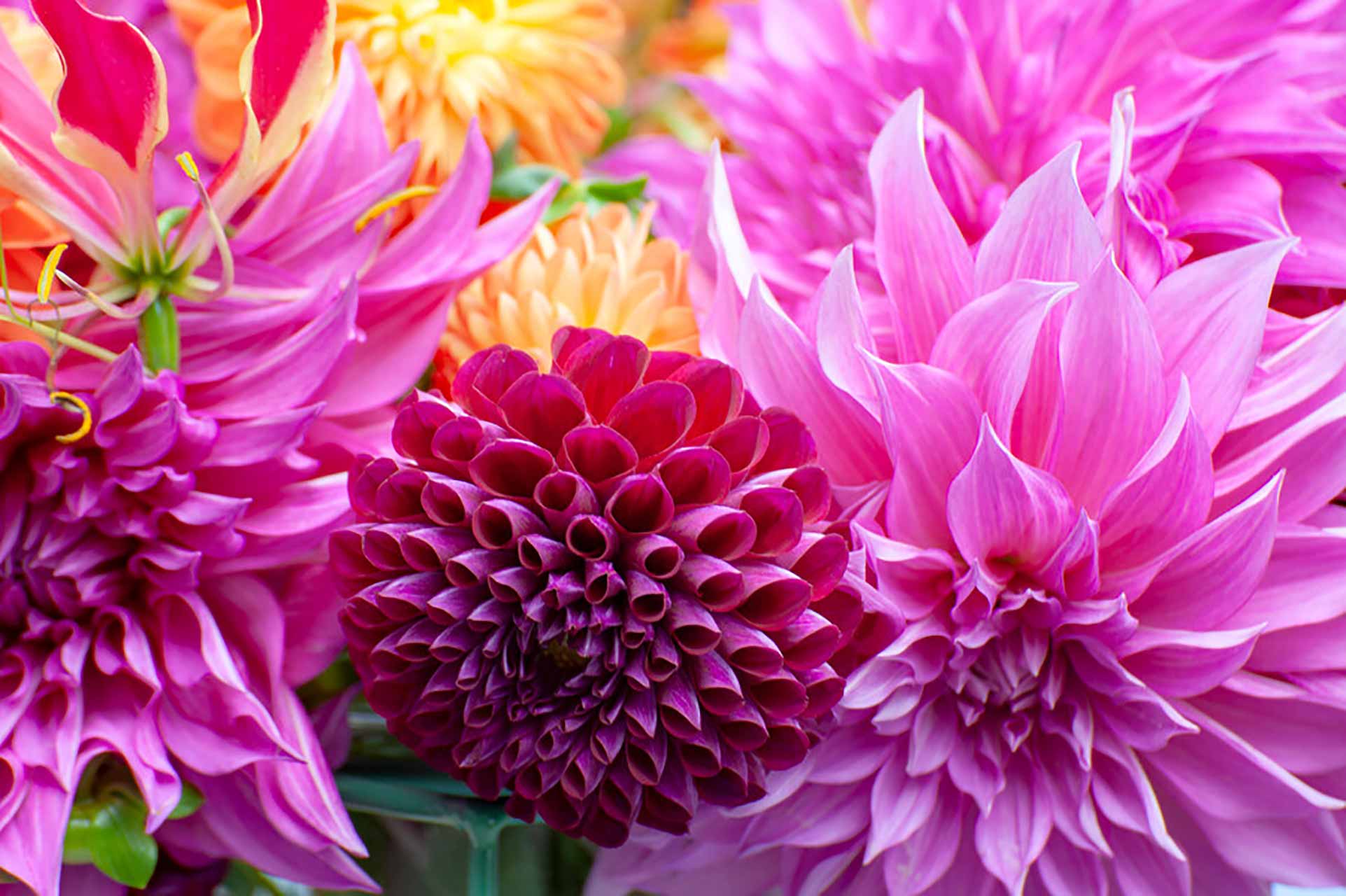 Dahlie Café au Lait Rosé