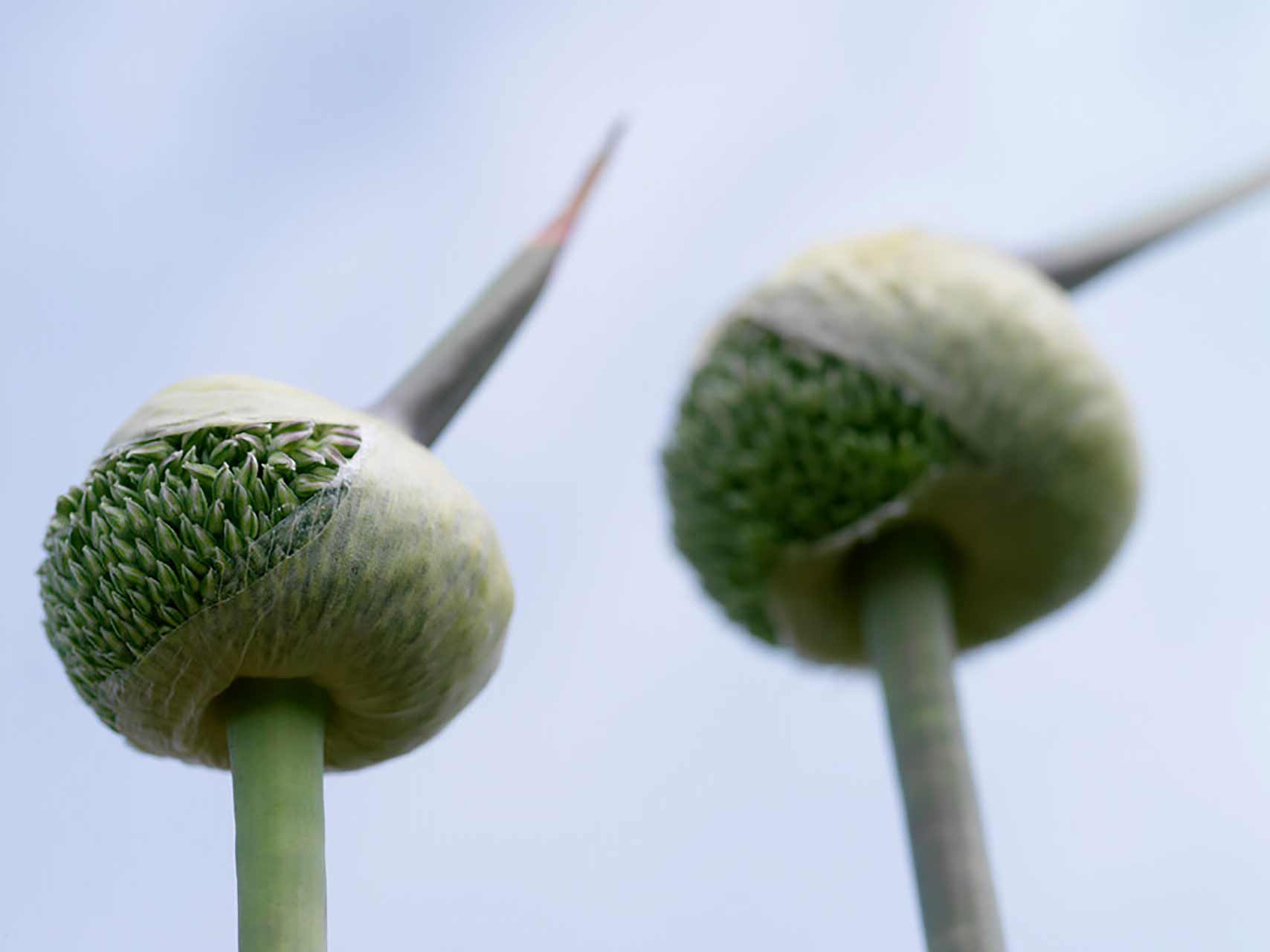 Allium Summer Drummer