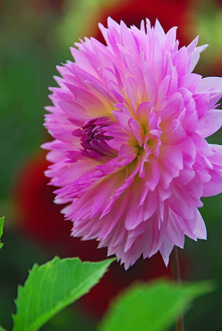 Dahlie Sakura Fubuki